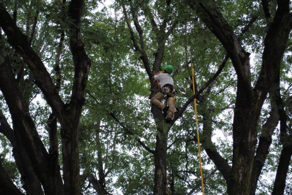 Omaha Tree Service