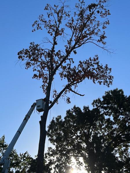 Reyes Tree Service