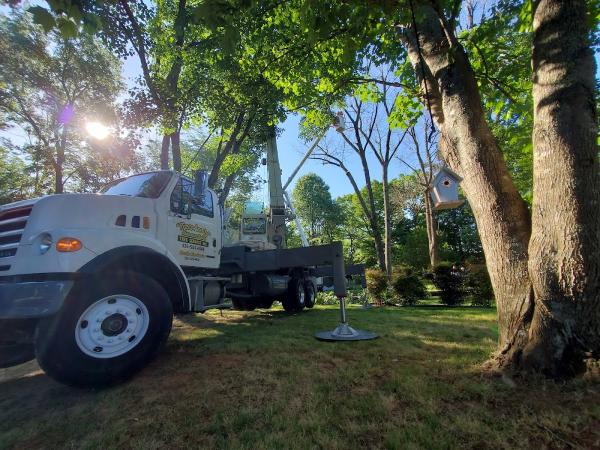 Carolina Tree Services