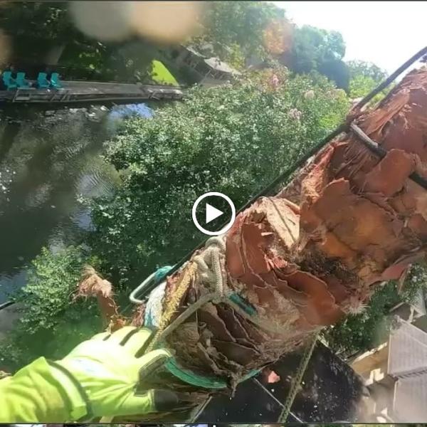 Dapper Tree Service