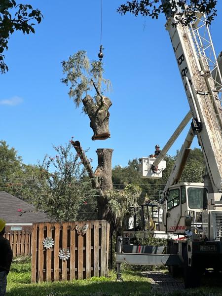 Daughtry Tree Service