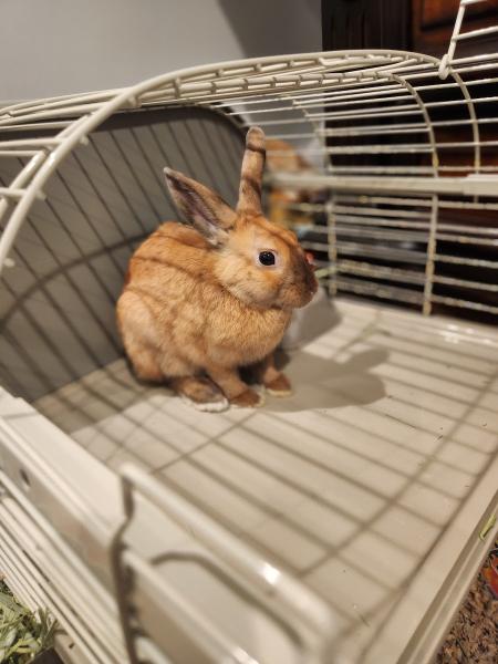 The Ark Pet Shop