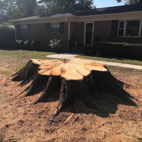 Stumps 2 Go