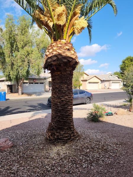 Festival Landscaping