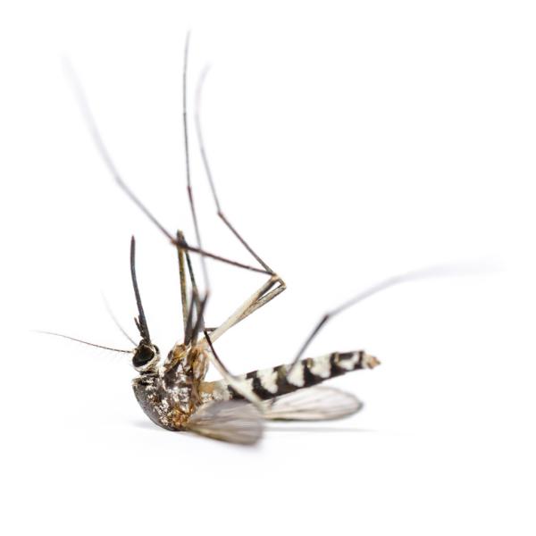 Zero Mosquito
