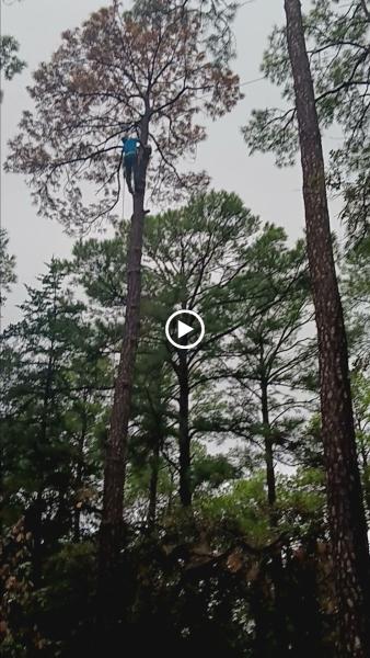 ILP Tree Services LLC