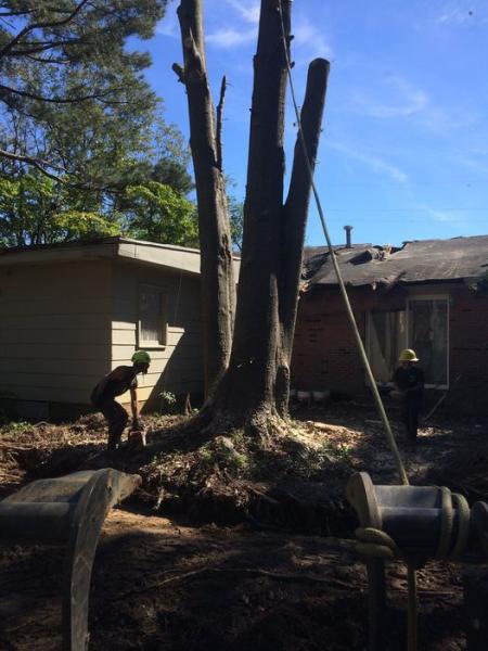 Allen Tree Service