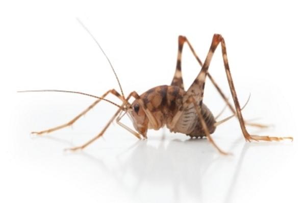 E&G Exterminators