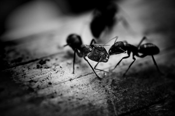 US Pest Control