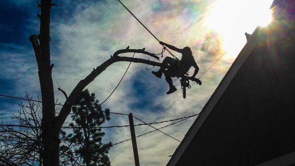 Affordable Tree and Shrub Experts