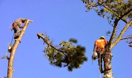 Grand Junction Tree Services