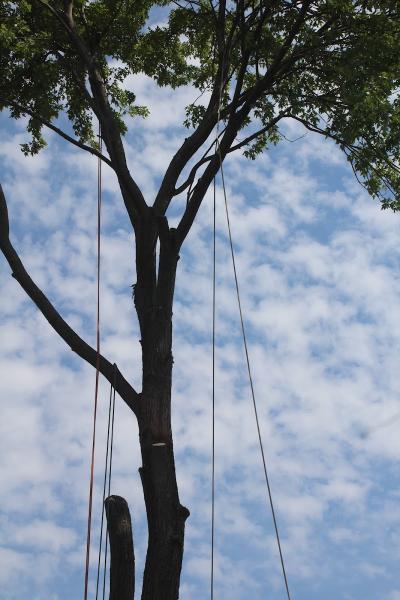 Antz Tree Service