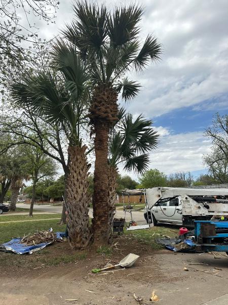 Burney's Tree Services