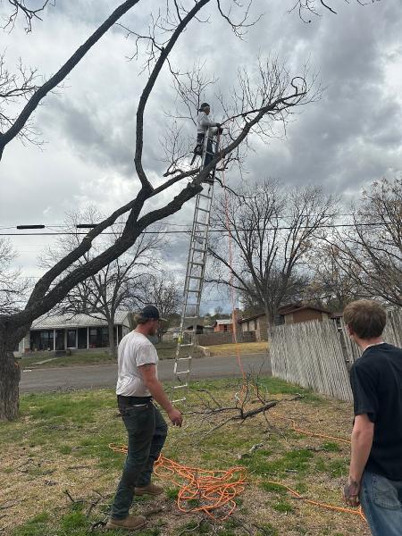 Burney's Tree Services