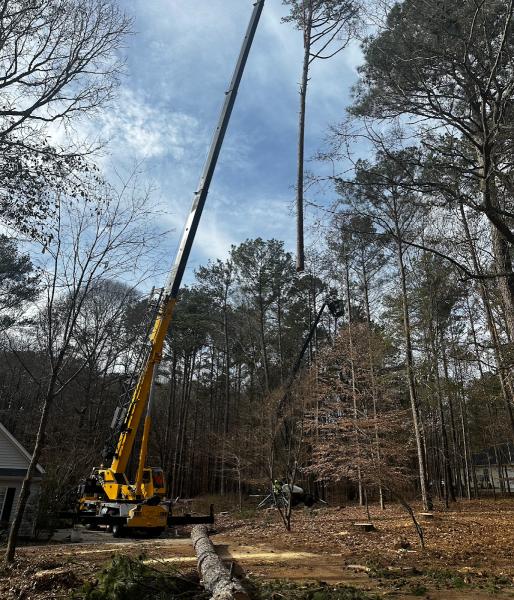 Roble Tree Care