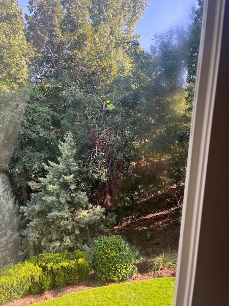Roble Tree Care