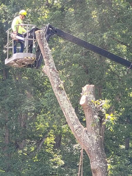 Roble Tree Care
