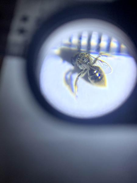 Covenant Pest Control Inc.