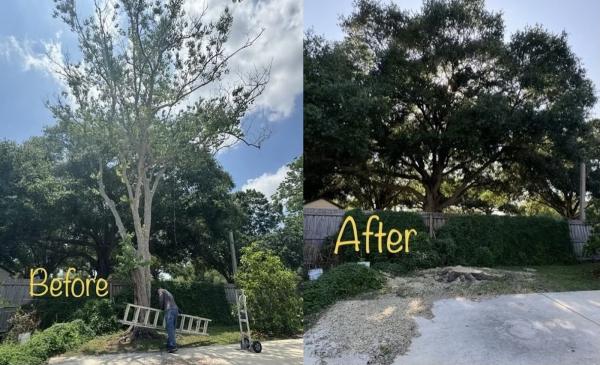 DT Tree Trimming