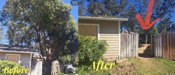 DT Tree Trimming