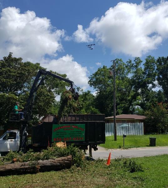 Greenwood Tree LLC