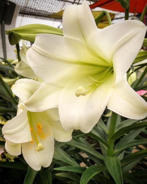 Trochta's Flowers and Garden Center
