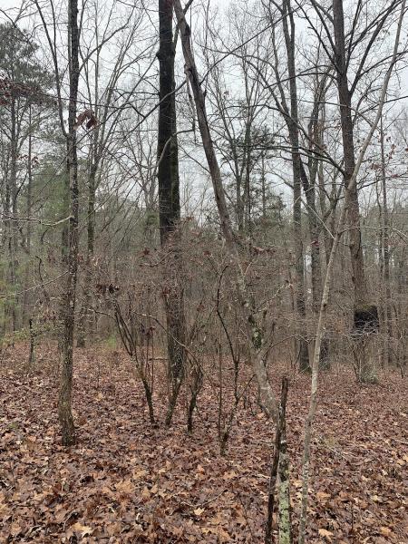 JM Tree Service Douglasville