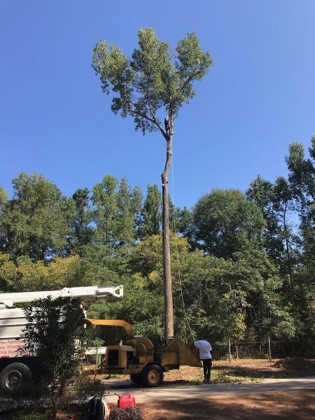 Cray's Tree