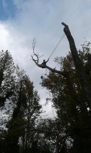 Cray's Tree