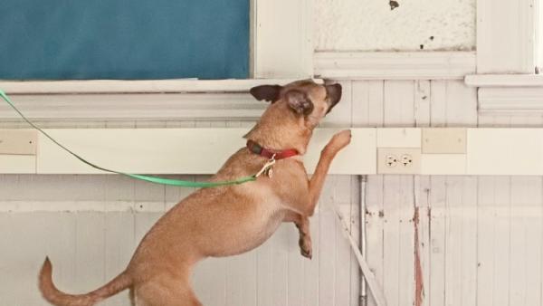 Bed Bug Detection K9s