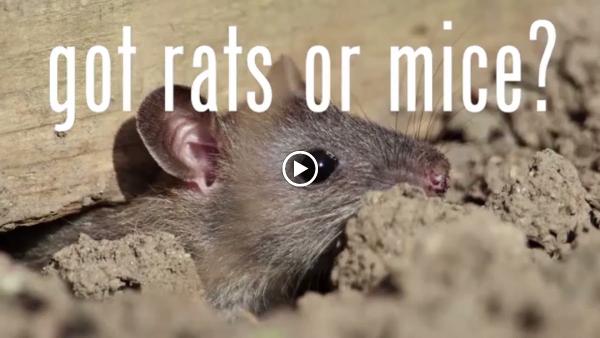 Killroy Pest Control in Campbell