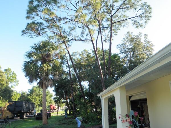 Steve Hazeltine Tree Services