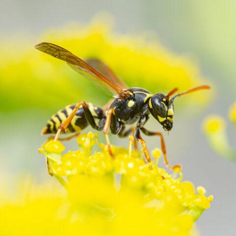 Apex Pest Control