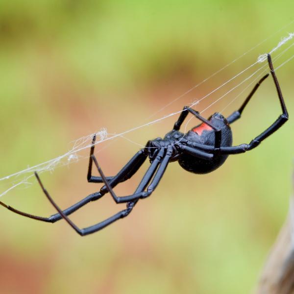 Apex Pest Control