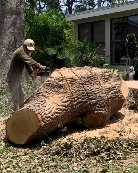 Big Dawg Tree Service and Stump Grinding