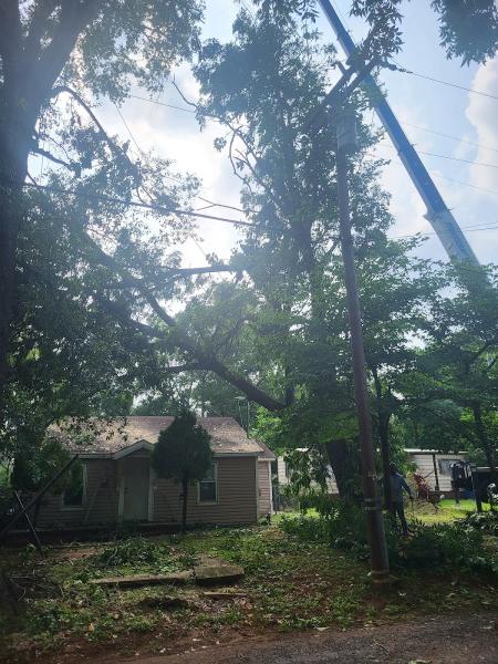 Lester's Tree Service LLC