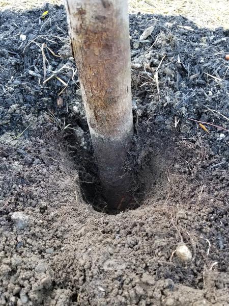 Adam's Green Thumb Landscaping