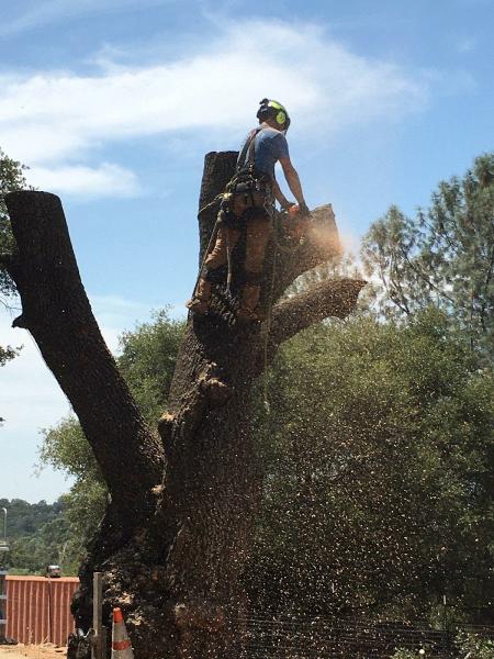 Elements Tree Service Inc