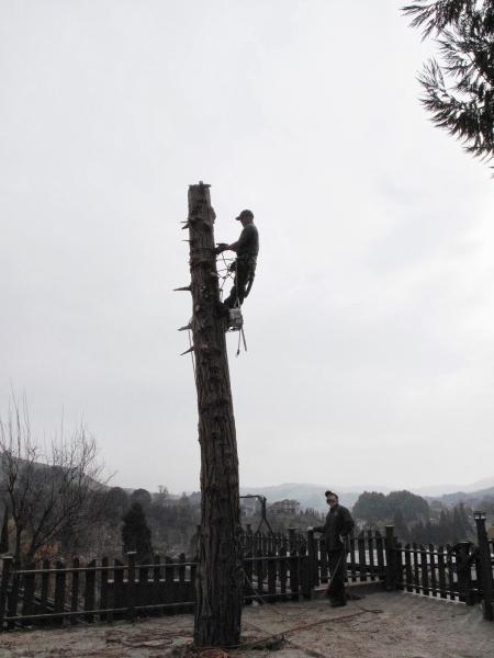 Bay Area Tree Care