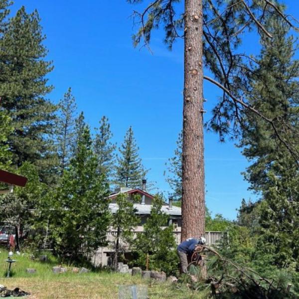 HV Tree Care