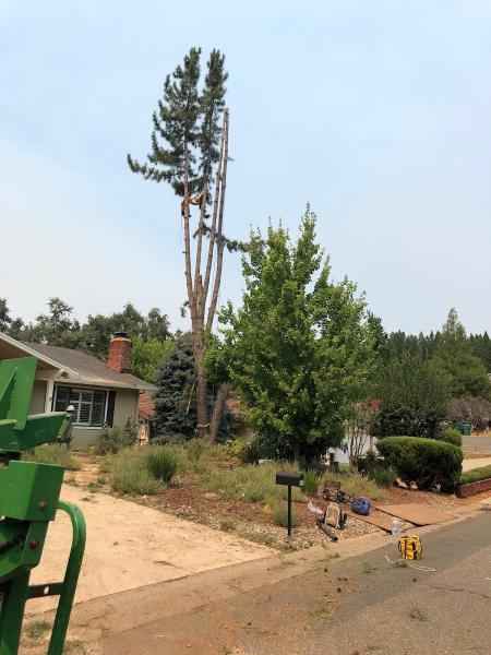 HV Tree Care