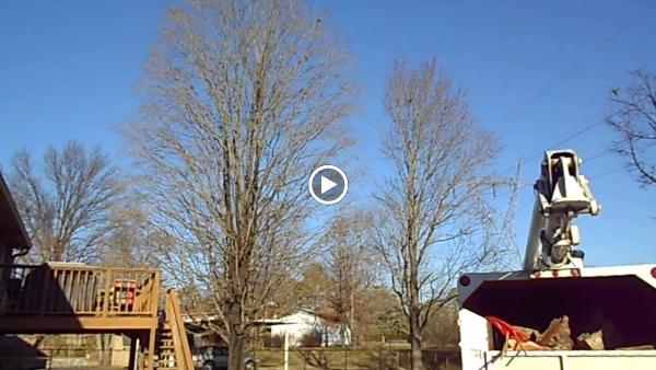 Webster's Tree Service
