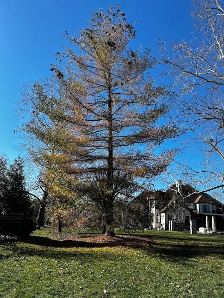 Webster's Tree Service