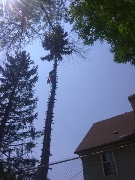 Df Tree and Shrub Llc