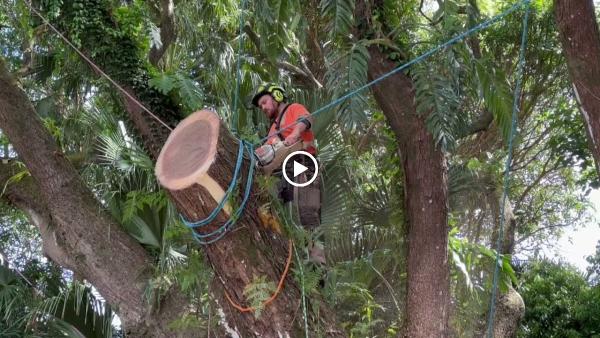 Island Trees Corp