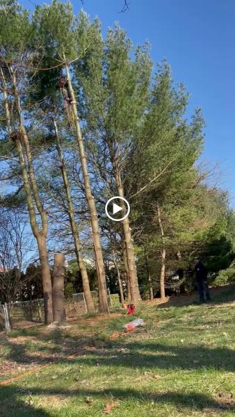 Felty's Lawn Maintenance
