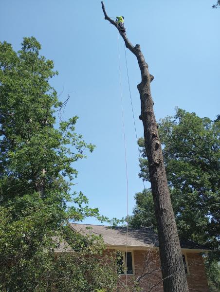 Mancini Tree Service