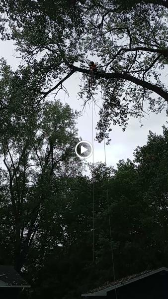 Mancini Tree Service