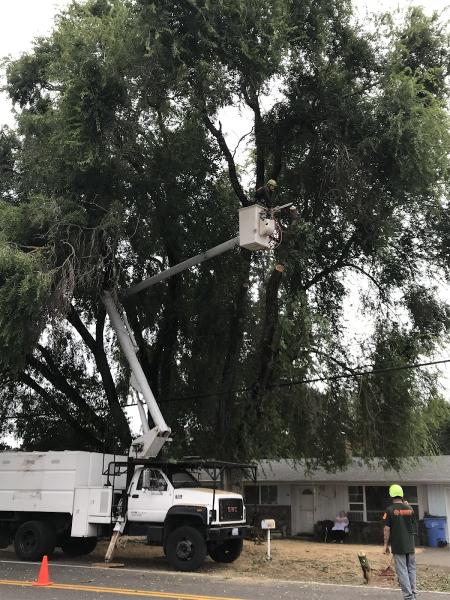 Accurate Tree Experts