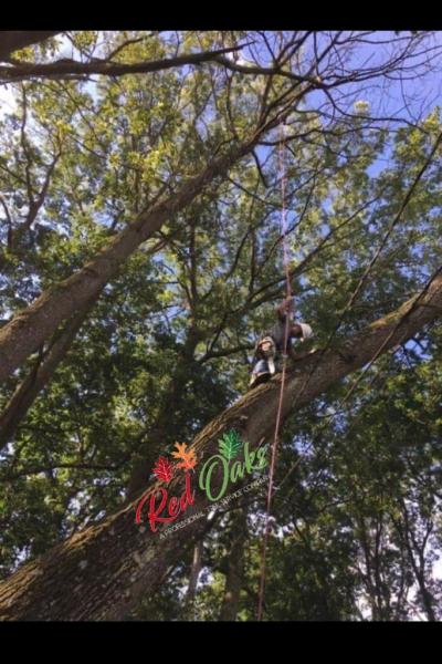 Red Oaks Tree Service.